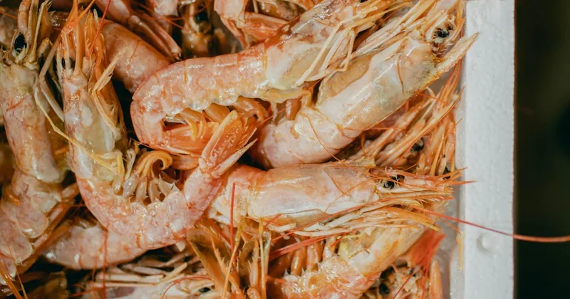 Vela por el archipiélago con comida de gambas