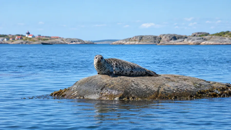 Una foca gris descansando en un bajo escollero de granito en aguas azules tranquilas